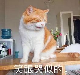 暗中观察的橘猫的吃瓜群众表情包,暗藏笑点的喵星人观察日记
