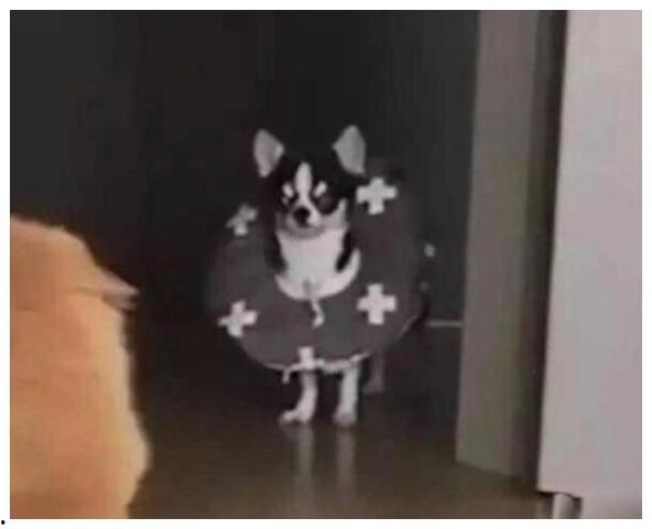 狗咬人吃瓜群众,狗咬人事件引发吃瓜群众热议