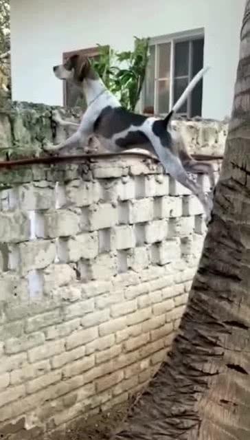 吃瓜群众看热闹狗狗的视频,萌态十足引网友热议