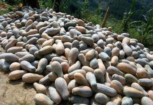 云南边境的吃瓜群众